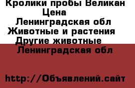 Кролики пробы Великан › Цена ­ 400 - Ленинградская обл. Животные и растения » Другие животные   . Ленинградская обл.